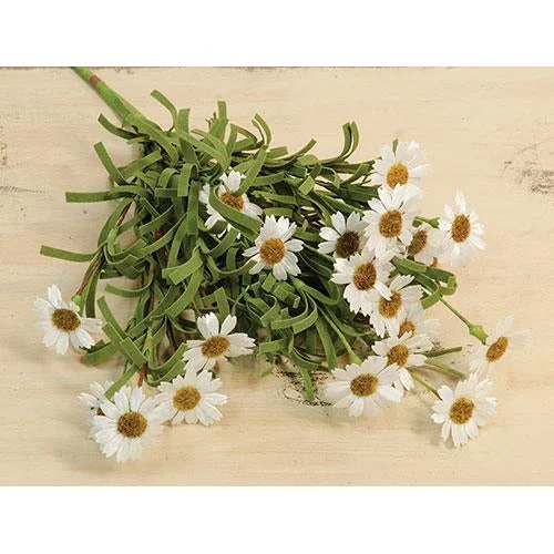 Mini Mountain Daisy Bush Cream