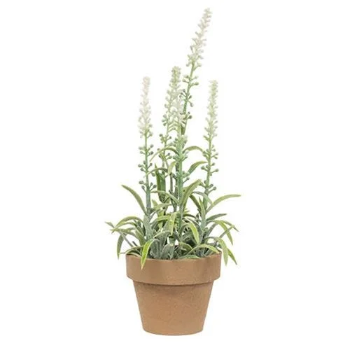 Potted Flowering Sage White